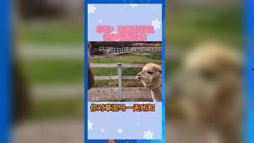 娱乐吃瓜宣传片